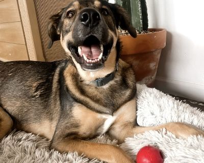 Collins - Shepherd & Great Pyrenees Mix Female Dog for Adoption