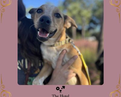 Chickpea - Australian Cattle Dog / Blue Heeler & Terrier Mix Female Puppy for Adoption