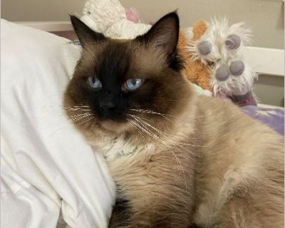 Coco - Male Kitten Ragdoll for Adoption