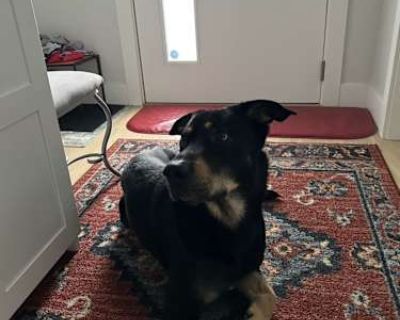 Ino - Belgian Malinois/Rottweiler Mix Male Dog for Adoption