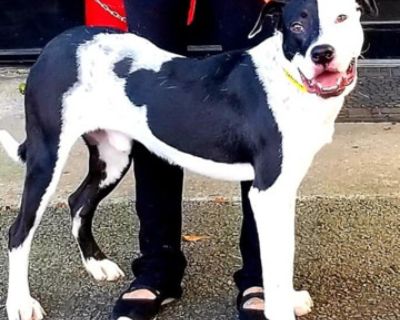 Joker - Great Dane & American Bulldog Mix Male Dog for Adoption