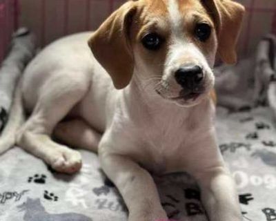 Pink - Beagle/Labrador Retriever Mix Female Puppy for Adoption