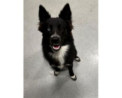 GOTCHA - Border Collie Male Dog for Adoption