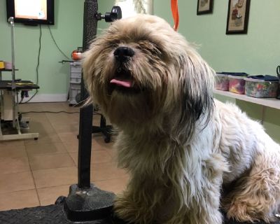 Dog Grooming