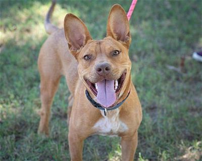 Hollie - Carolina Dog/Australian Cattle Dog Mix Female Dog for Adoption