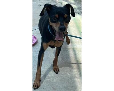 CELINE - Miniature Pinscher Female Dog for Adoption