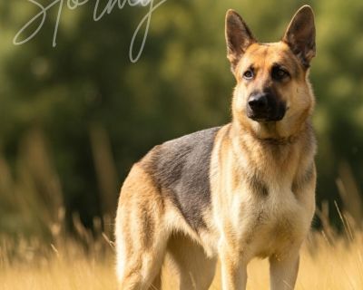 STORMY GS - German Shepherd Dog Female Dog for Adoption