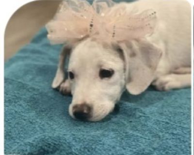 Emily - Labrador Retriever & Beagle Mix Female Puppy for Adoption