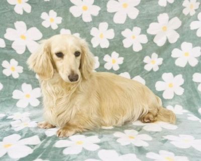 Dachshund English Cream