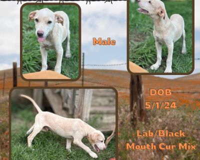 Mesquite - Labrador Retriever & Black Mouth Cur Mix Male Puppy for Adoption