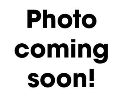 Champ - Labrador Retriever Mix Male Dog for Adoption