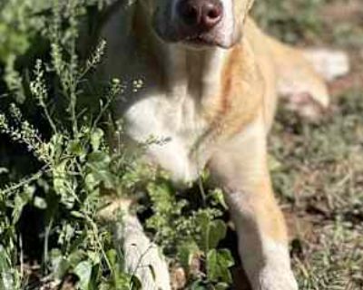 Simba - American Pit Bull Terrier Male Puppy for Adoption