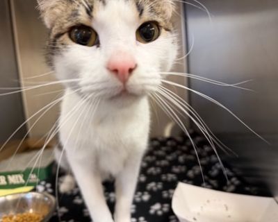 Prince - Domestic Short Hair Male Cat for Adoption