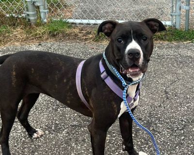 Marnie - Pit Bull Terrier Female Dog for Adoption