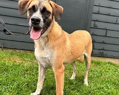 Huck ~ meet me! - Boxer/Australian Cattle Dog Mix Male Dog for Adoption