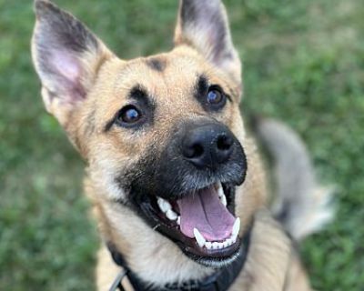 Scotti - German Shepherd Dog/Shepherd (Unknown Type) Mix Male Dog for Adoption