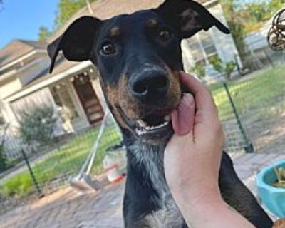 Pippin - Doberman Pinscher Male Puppy for Adoption