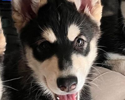 Kenia - Siberian Husky Female Puppy for Adoption