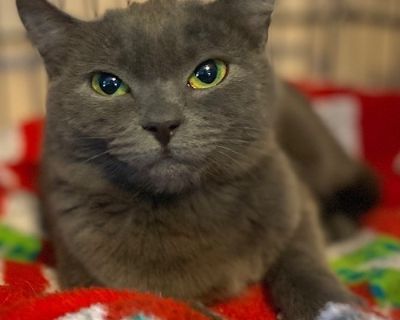 Bronte - Domestic Short Hair Female Cat for Adoption