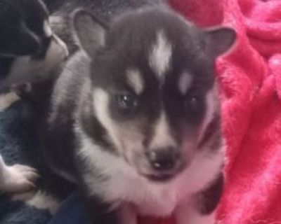 Puppy
