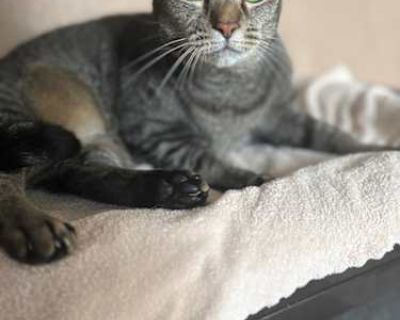 Not good with dogs Purebred Shots current Spayed / Neutered. Breed Domestic Shorthair Color Age 5 years 5 months old, Adult Sex Female Pet ID U2020255 Hair Length short