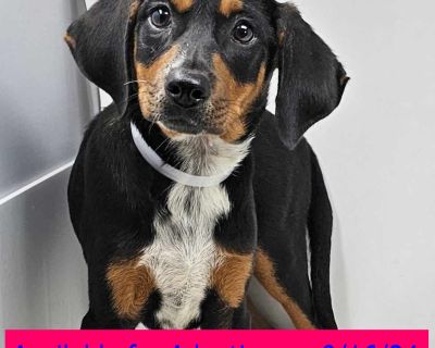 Boston - Beagle & Terrier Mix Male Puppy for Adoption