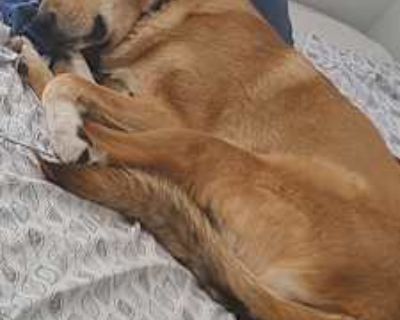 Naafiri - Anatolian Shepherd/Great Pyrenees Mix Female Dog for Adoption