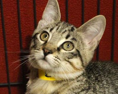 Child. Brown tabby. Hair: short. Adoption process An adoption application needs to be filled out and approved. We invite you to stop by our adoption center and visit the cats and kittens in person. Talk with an adoption counselor for information on each animal. We will help you find your match! A contract is signed upon approval and adoption. Fees can vary from cat to cat, depending on age, bre...