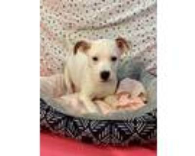 Adopt Kevin a White American Pit Bull Terrier / Mixed dog in Visalia