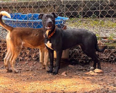 Locket - Mixed Breed (Medium) Female Dog for Adoption