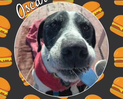 Oscar - Pointer Mix Male Dog for Adoption