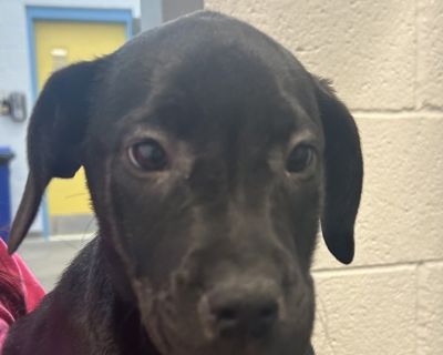 Hi, I'm Winry! I'm full of wiggles, love, and puppy enthusiasm! I think the world is one big playground, and I'm eager to explore it all by your side. I'm sweet, smart, and so ready to learn with the help of treats and gentle encouragement. Being a puppy means I'll need your patience, training, and plenty of playtime, but in return, I promise endless affection and happy tail wags. Let's start t...