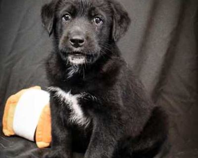 Lando Calrissian - Labrador Retriever/Australian Cattle Dog Mix Male Puppy for Adoption