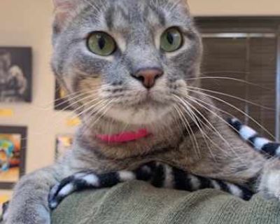 Nico-1750 - Domestic Shorthair Male Cat for Adoption