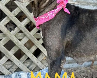 MEET BONNIE BLUE!! Breed: Great Dane / Black Lab Mix Rescued from: South Texas Age: 10 weeks Weight: I m a growing girl getting bigger every day! Vetting: I m up to date on all my shots! MY STORY: I was rescued from a cruelty situation in South Texas. Even though I had a rough start, I m full of love and ready to find my forever family! ABOUT ME: Friendly: I love everyone and everything! Playfu...