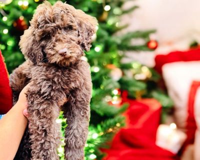 Meet Teddy, the cutest little chocolate fluffball you ll ever see. He s 9 weeks old, sweet, curious, and already showing that classic Poodle intelligence. This boy is going to make someone an amazing lifelong companion.. Intelligent, instinctive, active