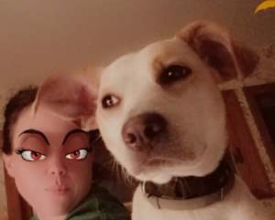 Has a dog. Budget: $600 per month. Ready to move: now. Looking for myself. Neat clean person, sweet dog utd on her shots