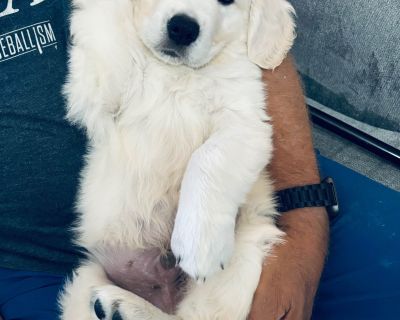 3 Male and 4 Female Golden Retriever Puppies for Sale