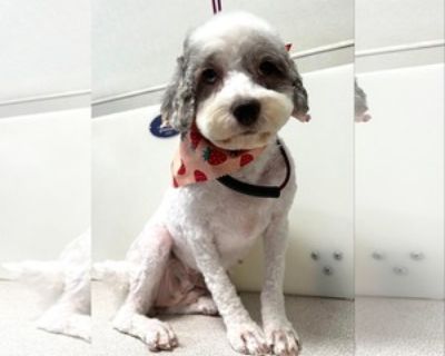 Mavis - Female Cock-A-Poo-Unknown Mix Adult Dog for Adoption