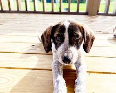 Shiloh GDP - Collie Female Puppy for Adoption