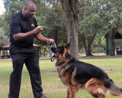Proper Pack Dog Behavior Modification Training