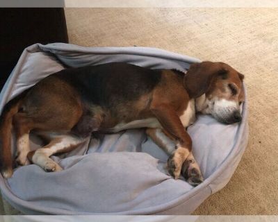 Violet - Beagle Female Adult Dog for Adoption