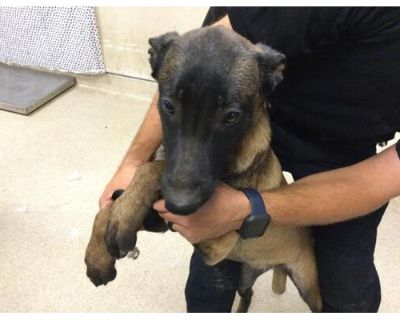 Dog - Belgian Malinois Female Dog for Adoption