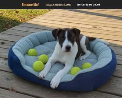 Meet Yoseph! This sweet little guy is already melting hearts with his puppy breath and wiggly charm. Yoseph's mom is a black Lab-type, and his markings hint at some German Shepherd in the mix. We expect him to grow into a medium-to-large dog, the perfect size for fun adventures and cozy cuddles! Right now Jasper's life revolves around: Eating Snoozing in a puppy pile Practicing his wobbly littl...