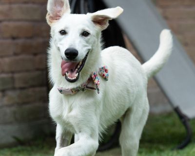 Sizzle - Mixed Breed Female Dog for Adoption