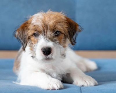 Jack Russell Terrier Puppy for Sale in Texas (TX) A lively male Jack Russell Terrier puppy is for sale in Dallas, TX. He is 4 months old, examined by a veterinarian, vaccinated, and treated for fleas and worms. Very energetic and cheerful, he already knows how to fetch a ball. Smart, quick to learn, and easy to train. This breed is an excellent choice for active people who can dedicate enough t...