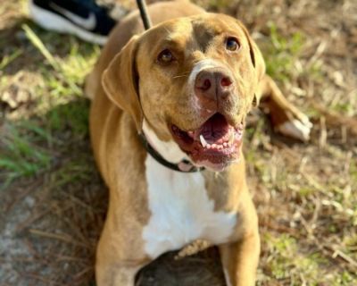 Goldie - Labrador Retriever Mix Female Dog for Adoption