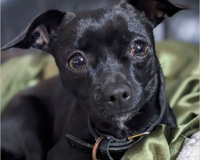 Chealse - Female Puppy Chihuahua / Italian Greyhound for Adoption