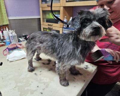Jersey - Shih Tzu Female Dog for Adoption