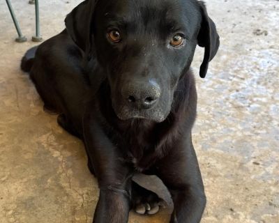 Hi, my name is Mr. Wigglesworth! I was saved by Ruff Road Revival off the euthanasia list at a local shelter when they ran out of space. Back then, I was skin-and-bones with hardly any fur, and my name was Pelon. But look at me now I ve blossomed into a happy, healthy, handsome boy, and I m so ready to find my forever family! I m a 2-year-old, 60 lb neutered Lab mix with a heart as big as my go...